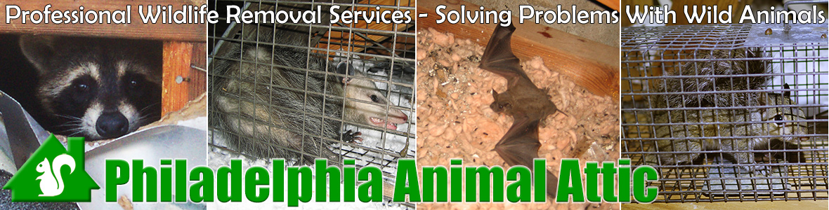 Fairmount Animal Attic